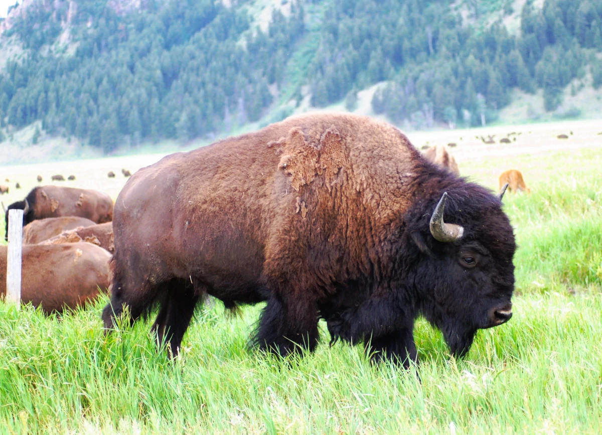 Why Wildlife Education